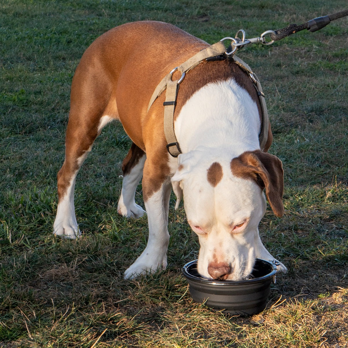 Thrasher dog clearance